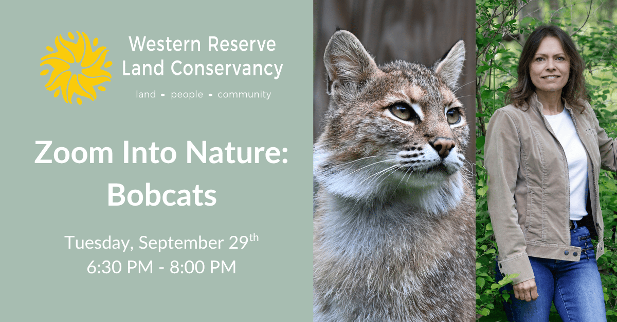 Zoom Into Nature Bobcats